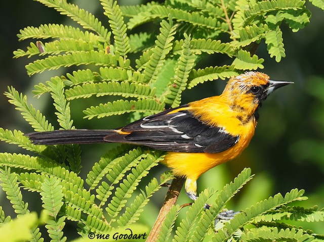 Orange Oriole - eBird