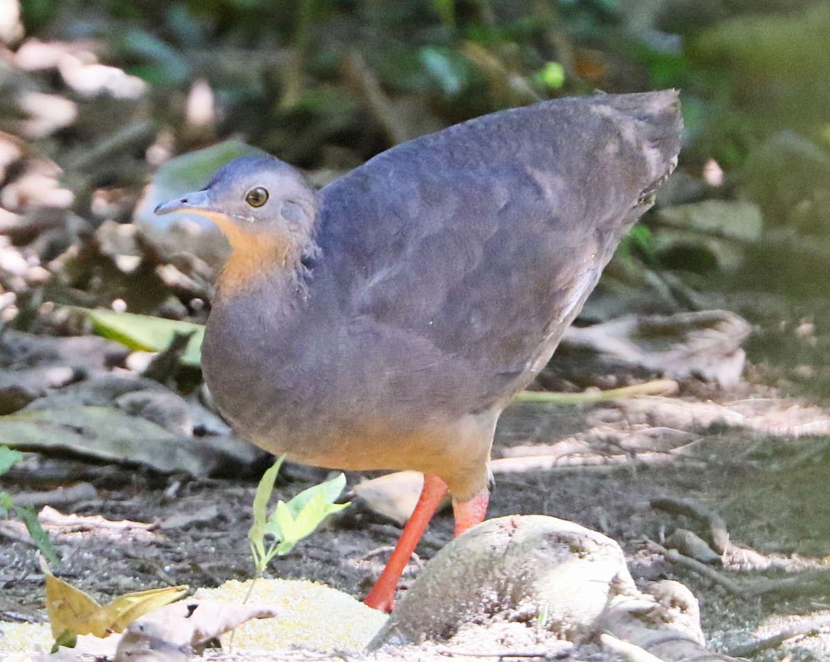 Black-capped Tinamou - Charlotte Byers