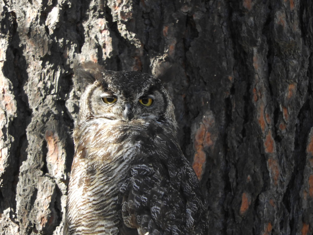 Great Horned Owl - ML175310911