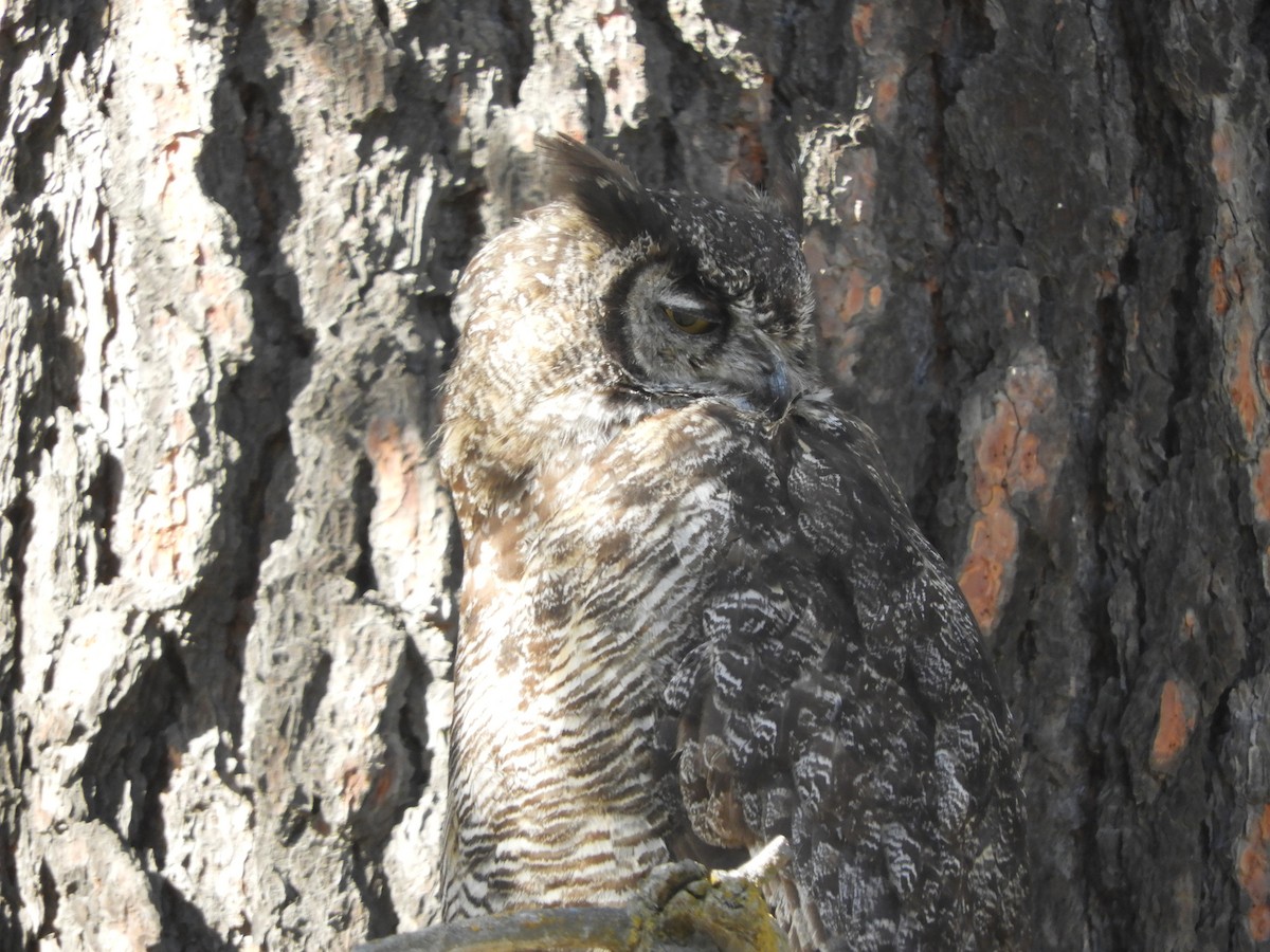 Great Horned Owl - ML175310931