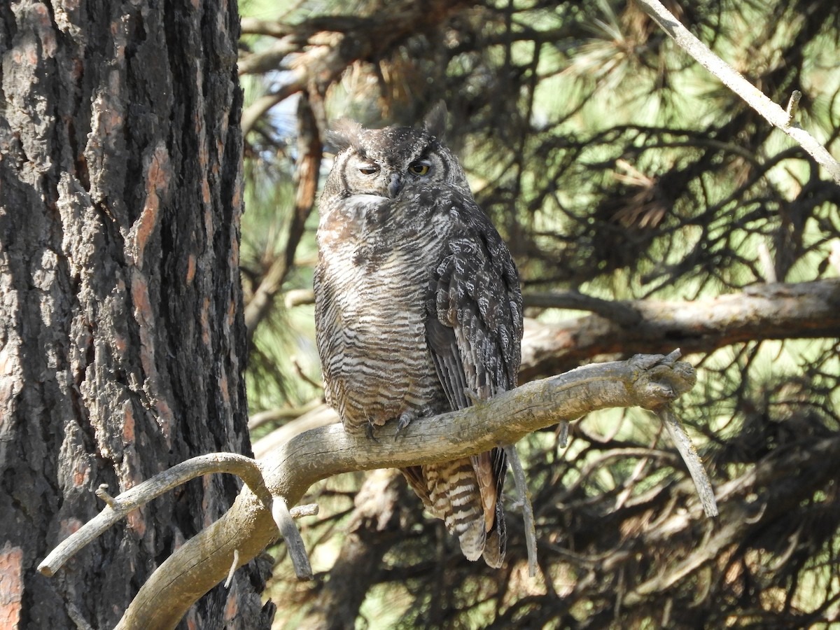 Great Horned Owl - ML175310961
