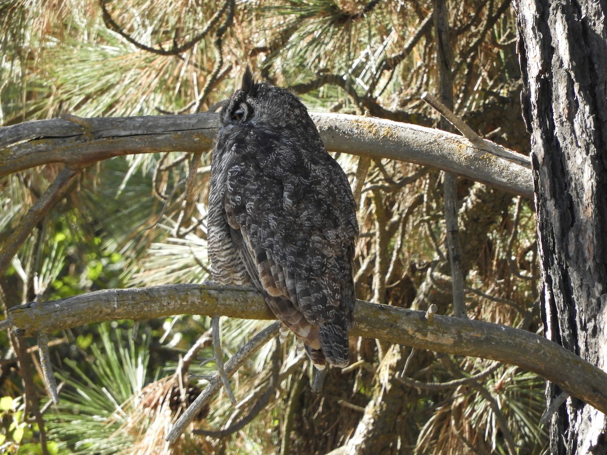 Great Horned Owl - ML175310981