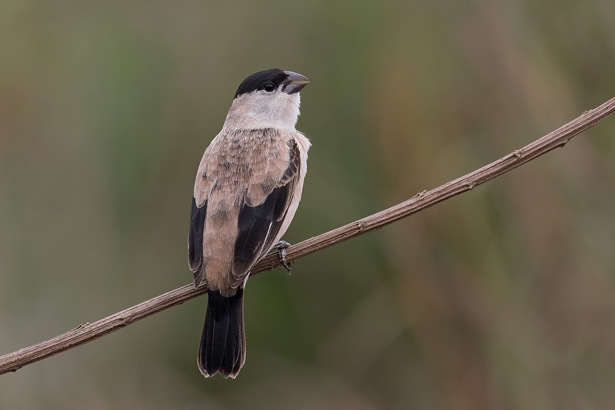 Pearly-bellied Seedeater - Alexandre Gualhanone