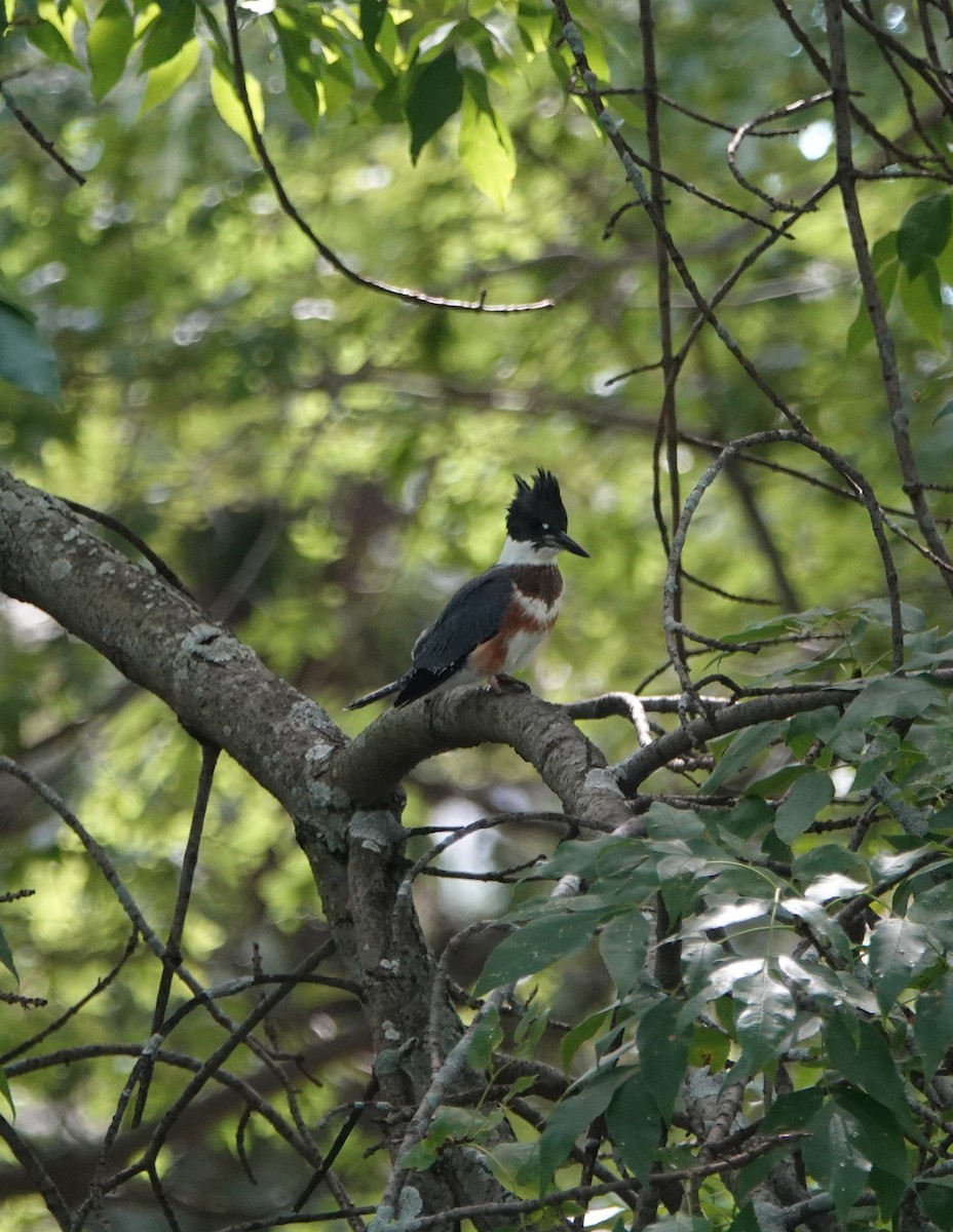 Belted Kingfisher - ML175314761