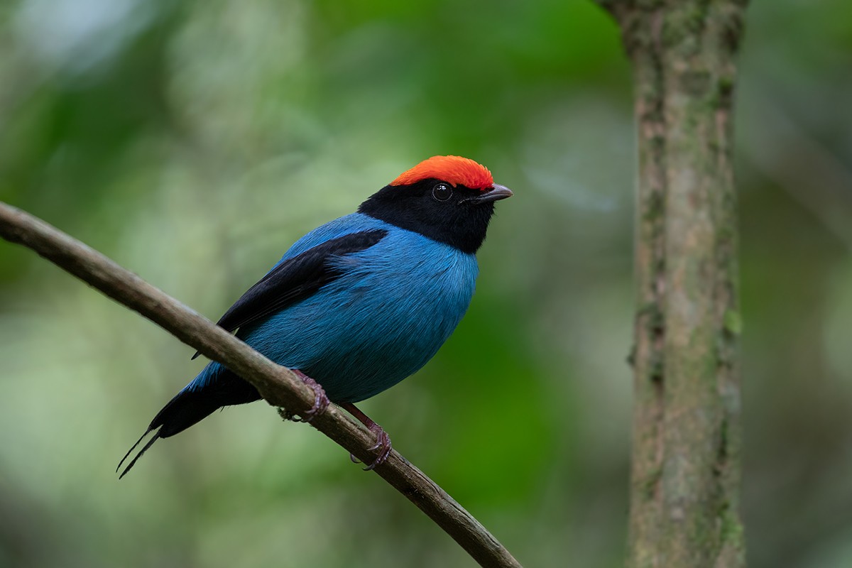 Swallow-tailed Manakin - Alexandre Gualhanone