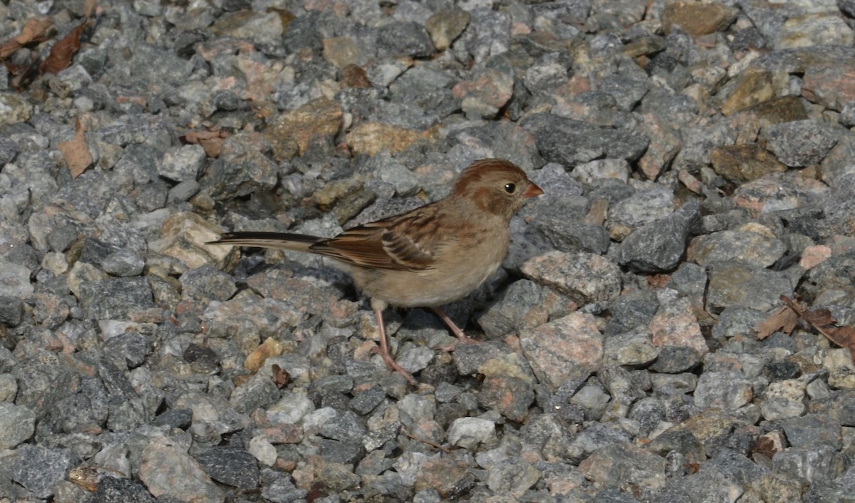 Field Sparrow - ML175322731
