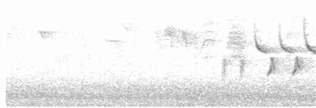 Bewick Çıtkuşu [spilurus grubu] - ML175323761