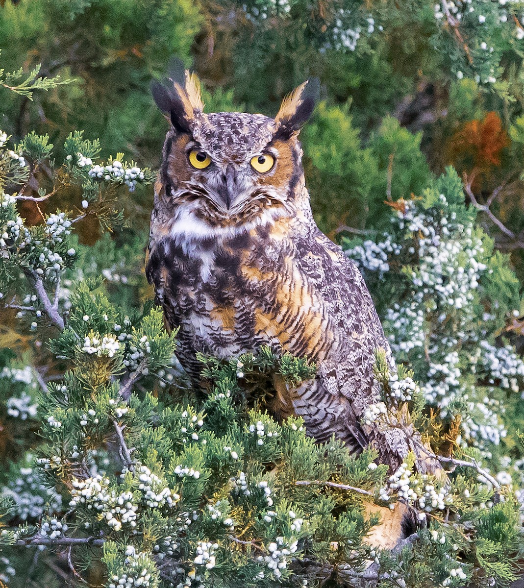 Great Horned Owl - ML175323981