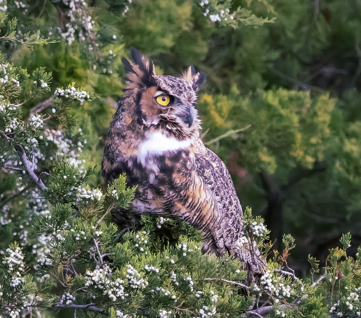 Great Horned Owl - ML175324141