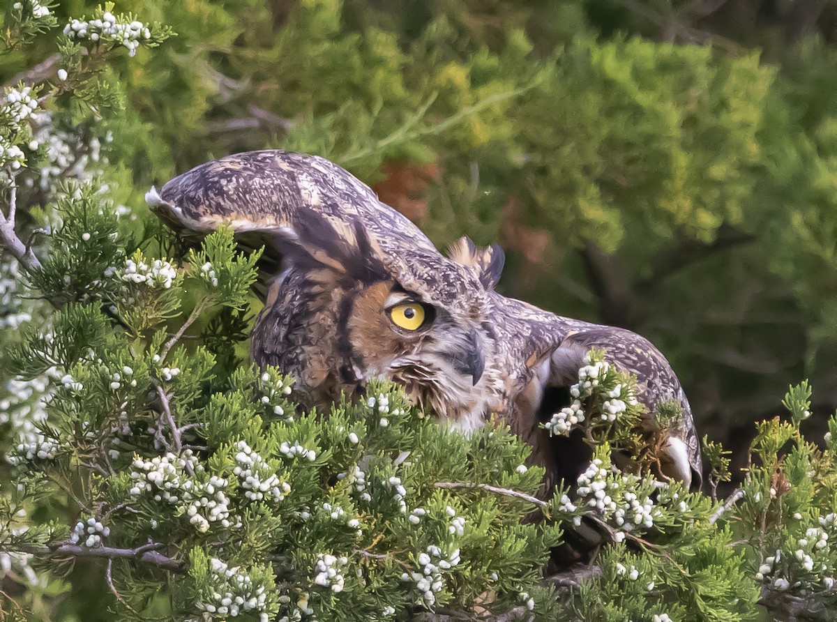 Great Horned Owl - ML175324171