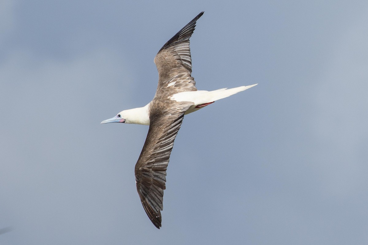 Red-footed Booby - ML175325431