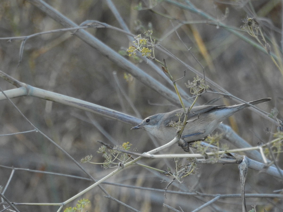 Western Subalpine Warbler - Daniel Raposo 🦅