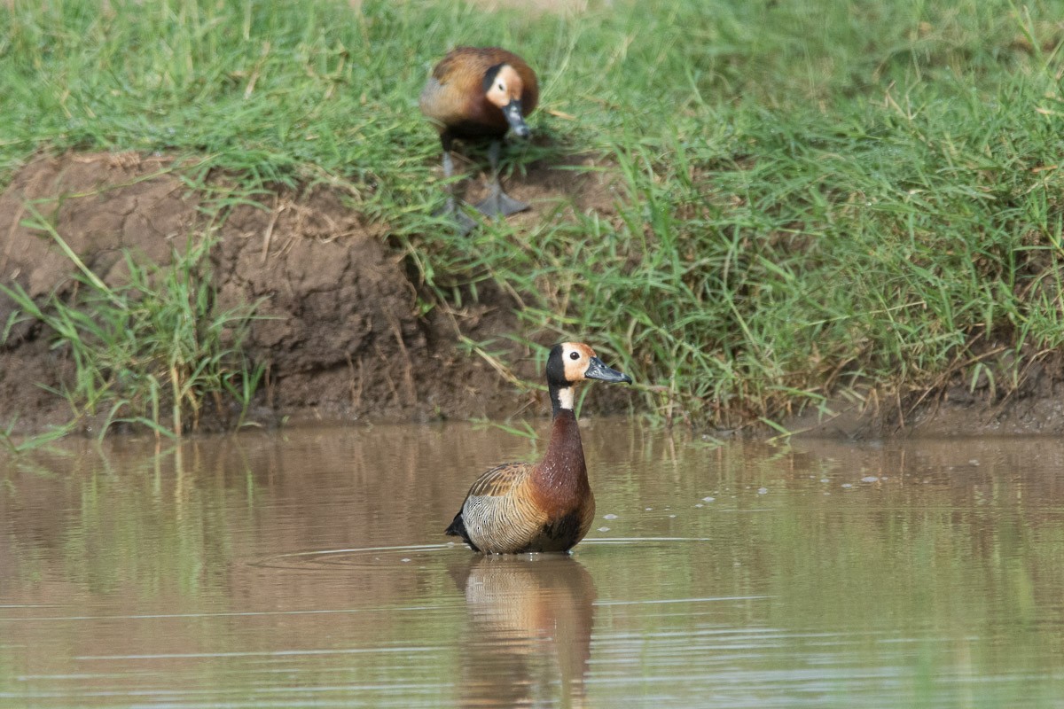 White-faced Whistling-Duck - Victor Hugo Michelini