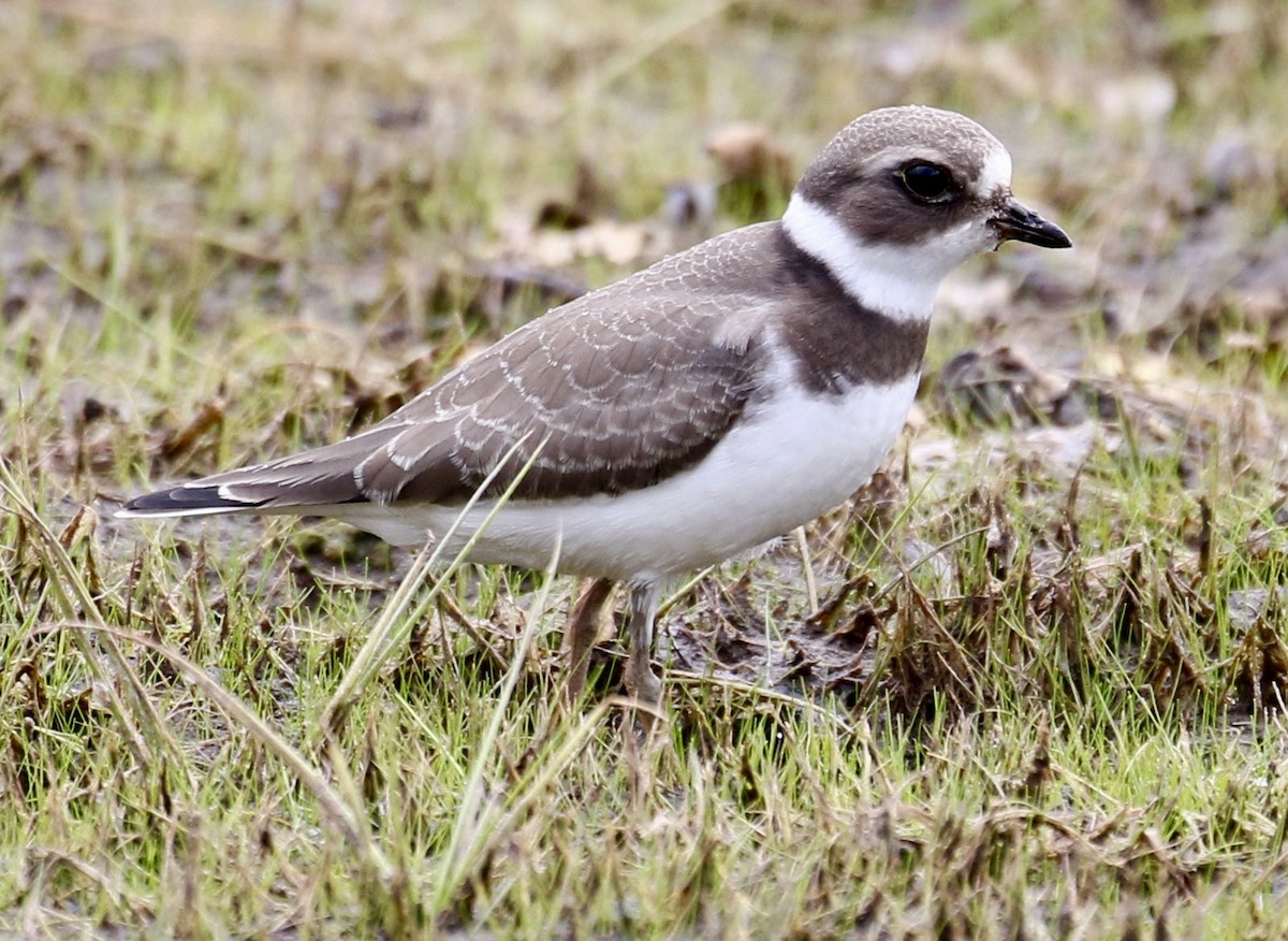 Semipalmated Plover - Jeff Skevington