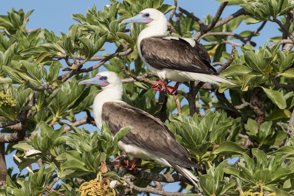 Red-footed Booby - ML175327761