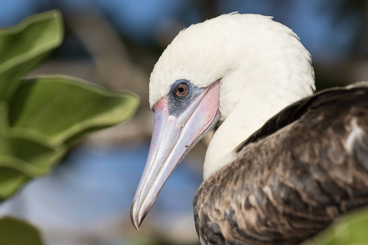 Red-footed Booby - ML175327921