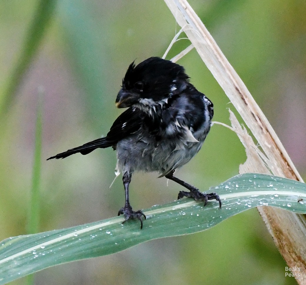 Wing-barred Seedeater (Caqueta) - ML175329051