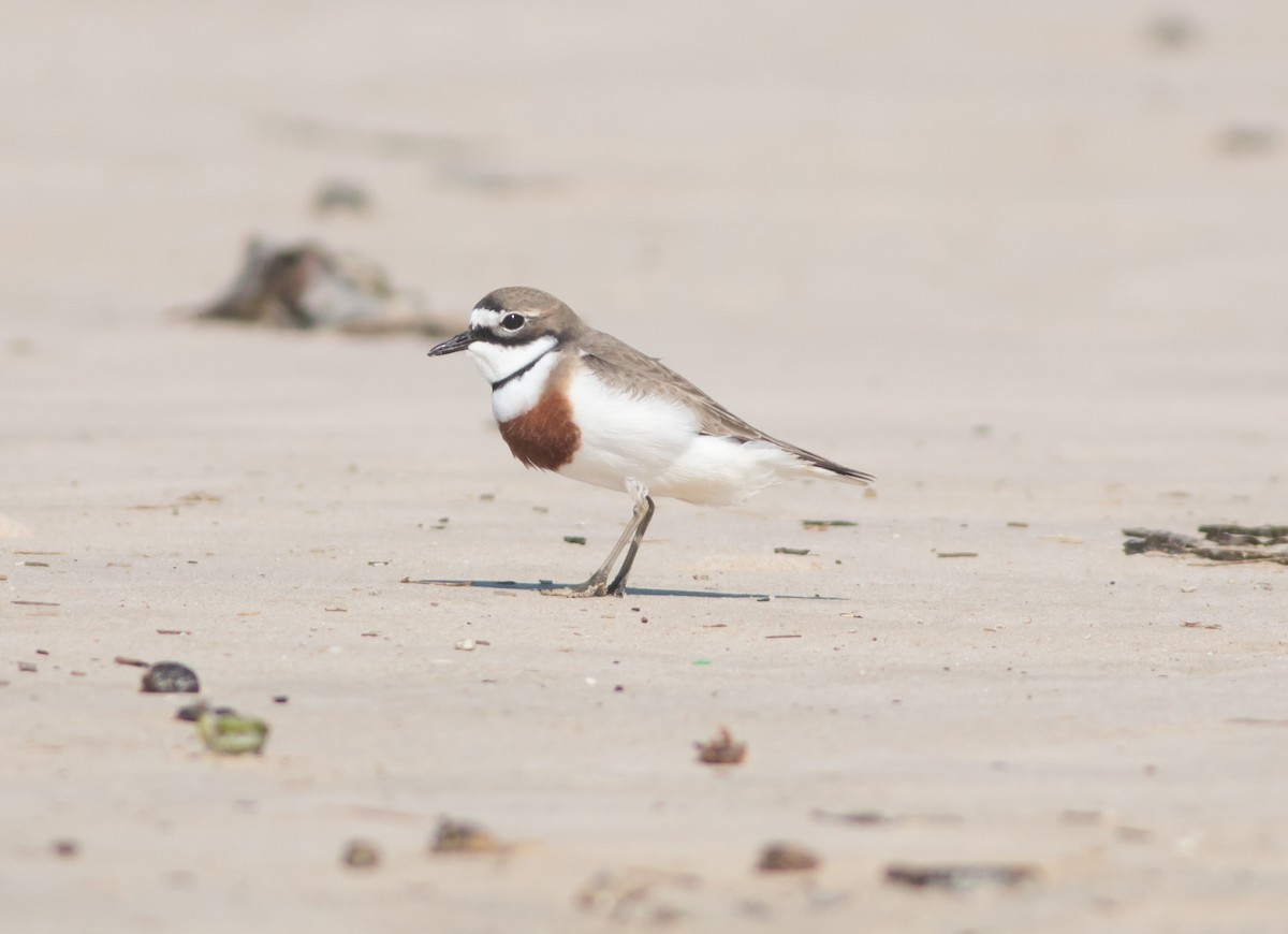 Double-banded Plover - ML175336751