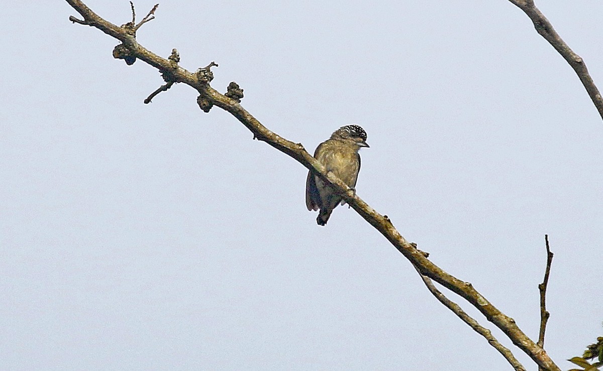 Fine-barred Piculet - ML175337831