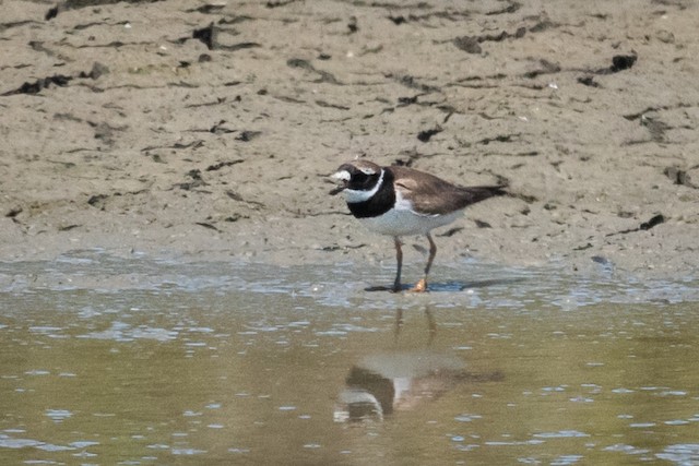 Common Ringed Plover