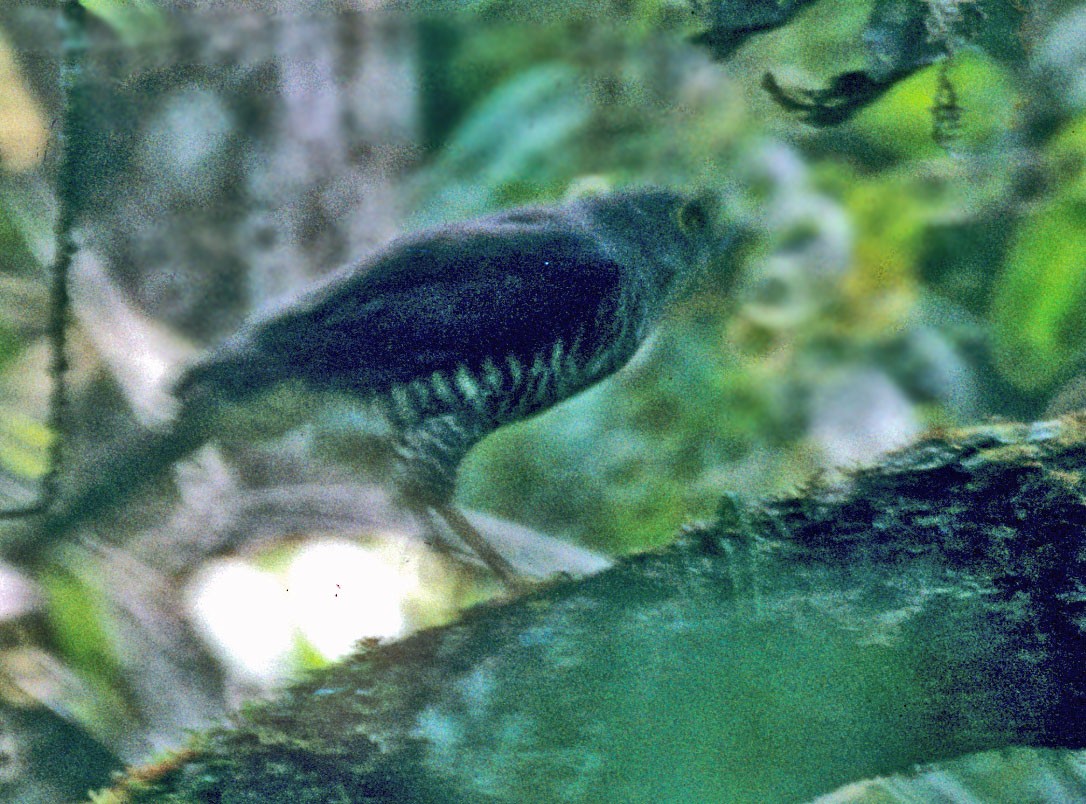 Madagascar Sparrowhawk - ML175341951