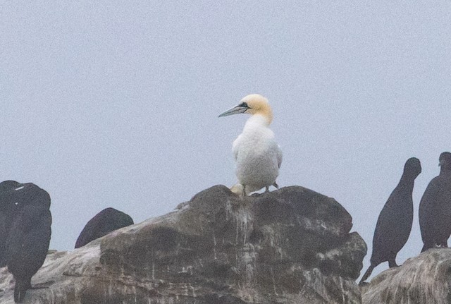 Northern Gannet