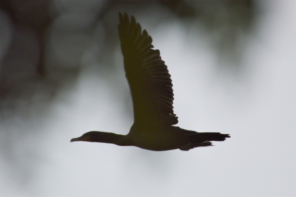 Double-crested Cormorant - David Lawton