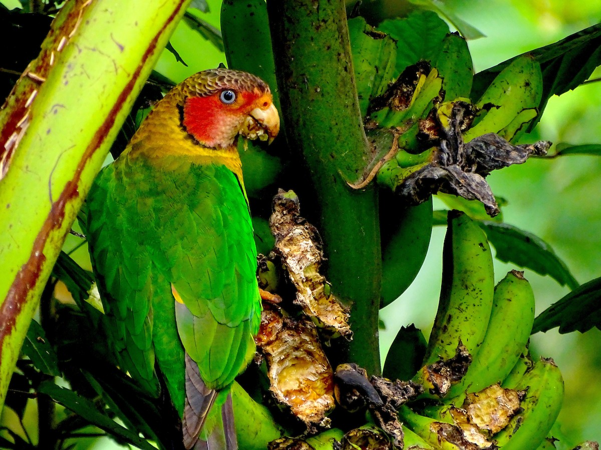 Rose-faced Parrot - Cesar Alvarez                        @birder_cesar