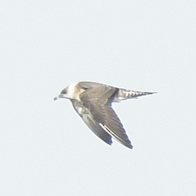 Long-tailed Jaeger - ML175345611