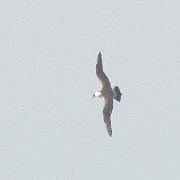 Long-tailed Jaeger - ML175345631