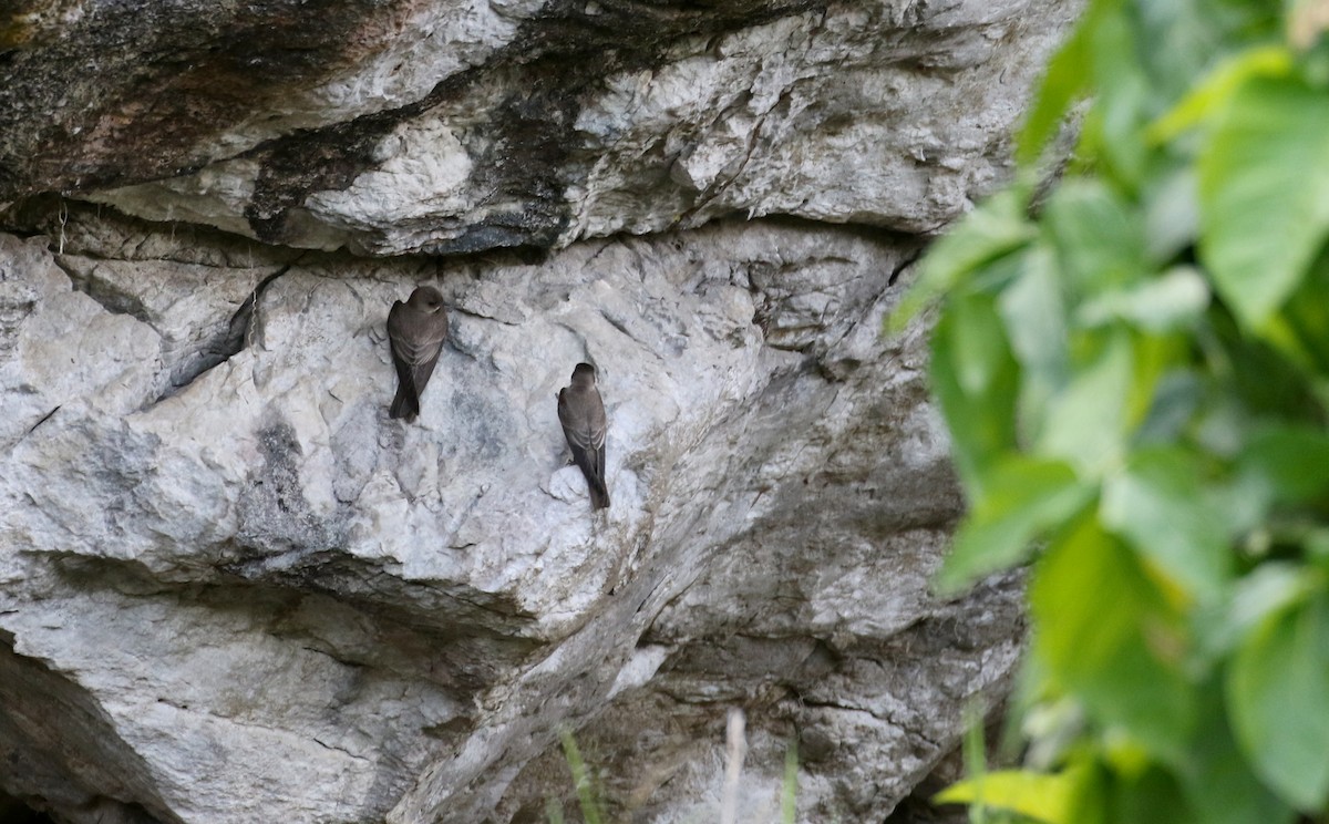 Northern Rough-winged Swallow - ML175348751