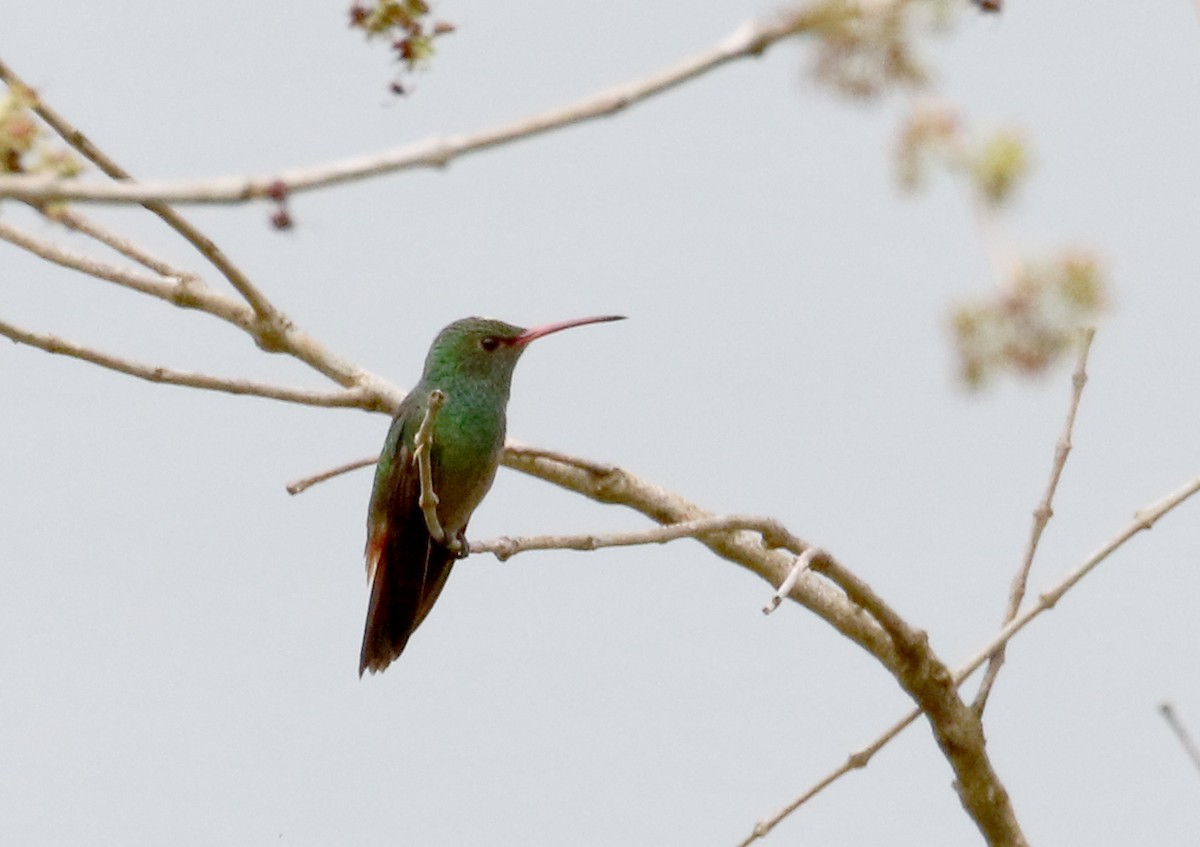 hummingbird sp. - ML175350751