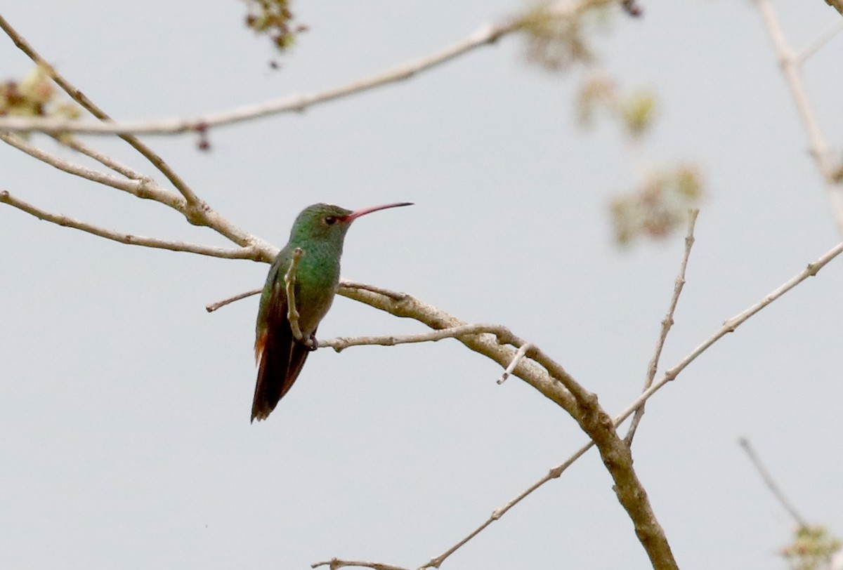 hummingbird sp. - ML175350781