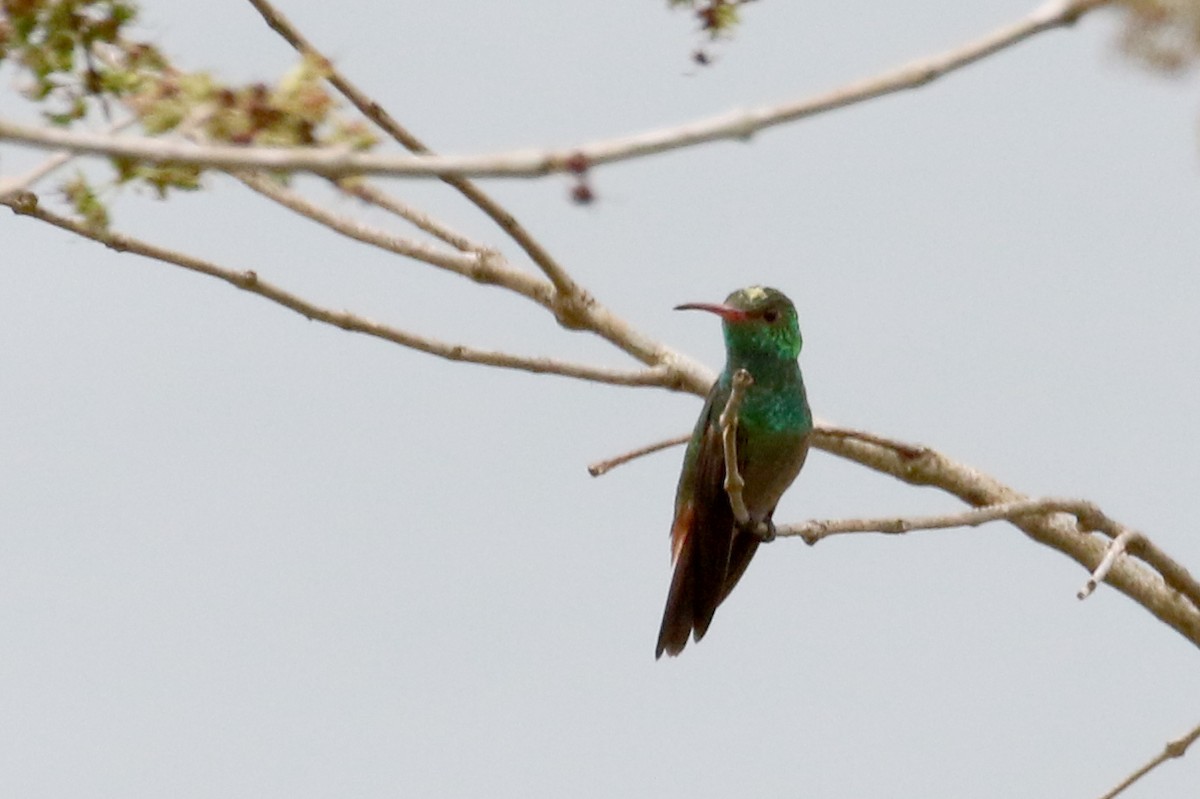 hummingbird sp. - ML175350791