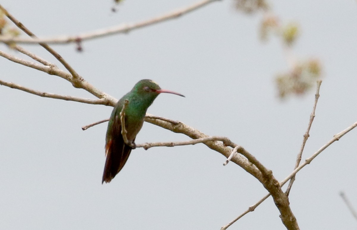 hummingbird sp. - ML175350801