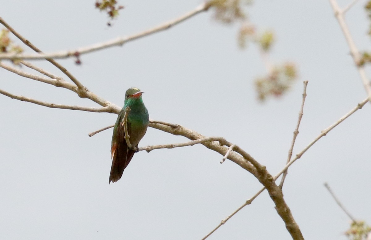 hummingbird sp. - ML175350821