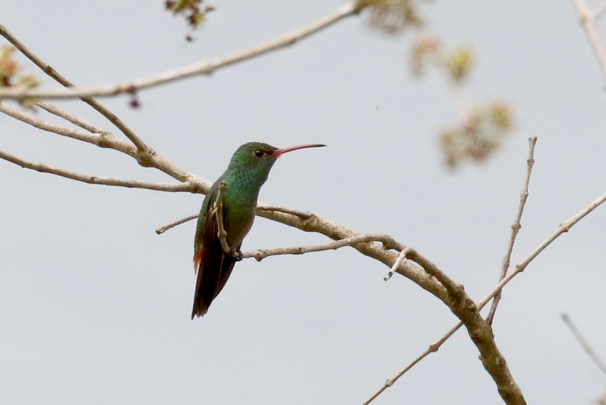 hummingbird sp. - ML175350831