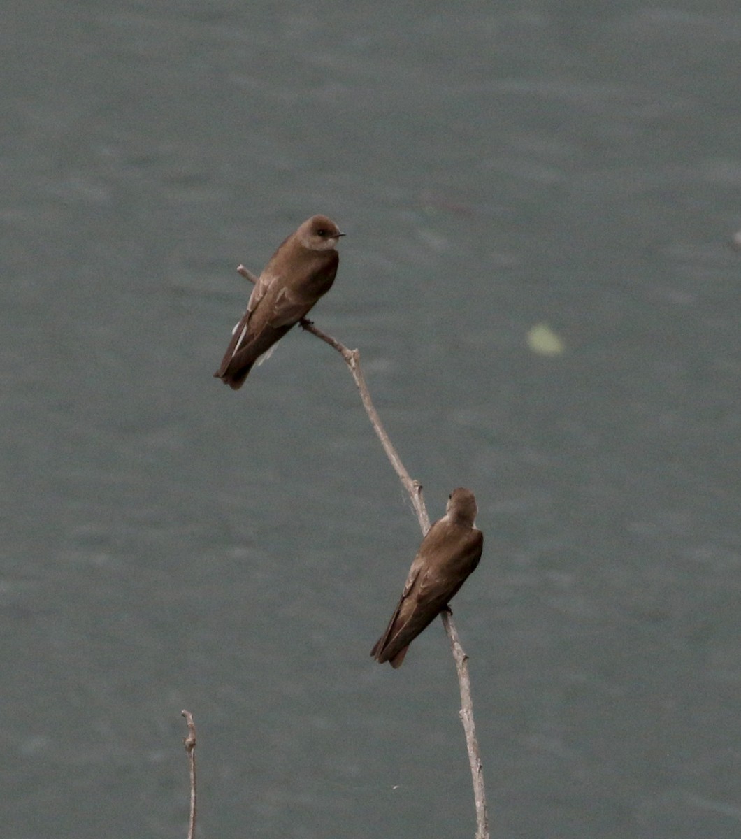 Northern Rough-winged Swallow - ML175351091