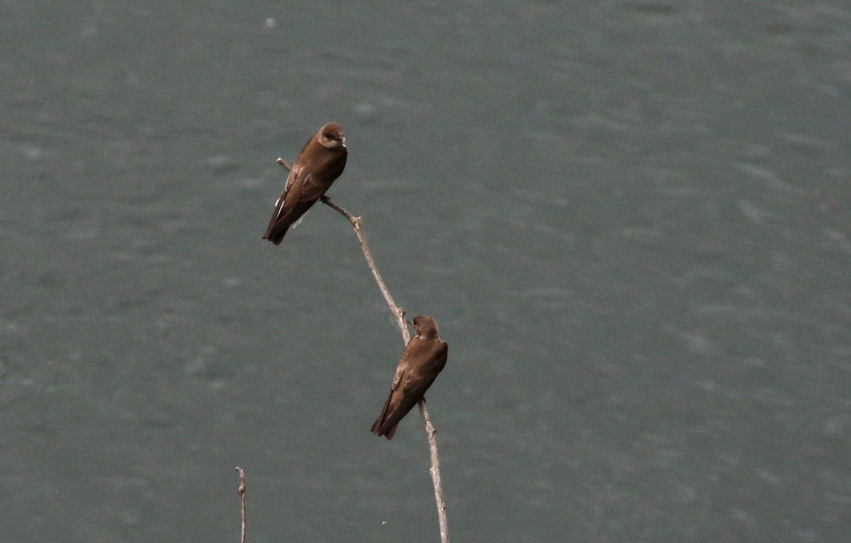 Northern Rough-winged Swallow - ML175351121