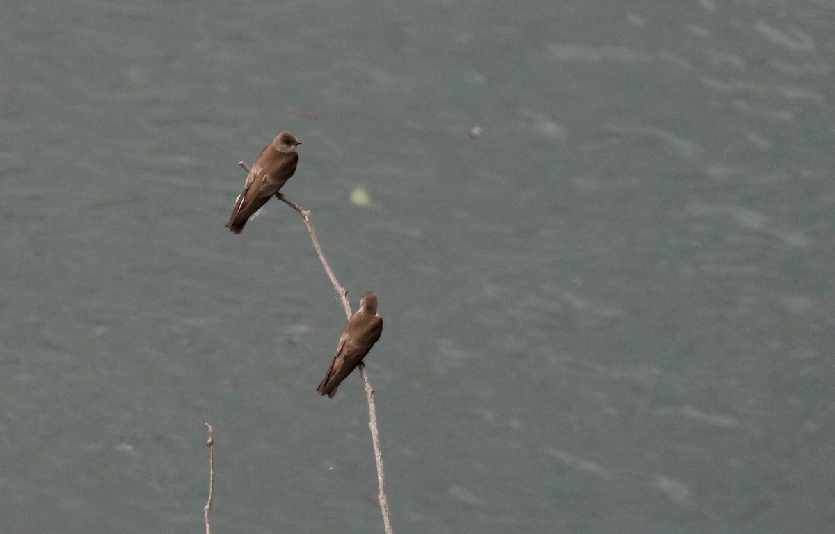 Northern Rough-winged Swallow - ML175351131