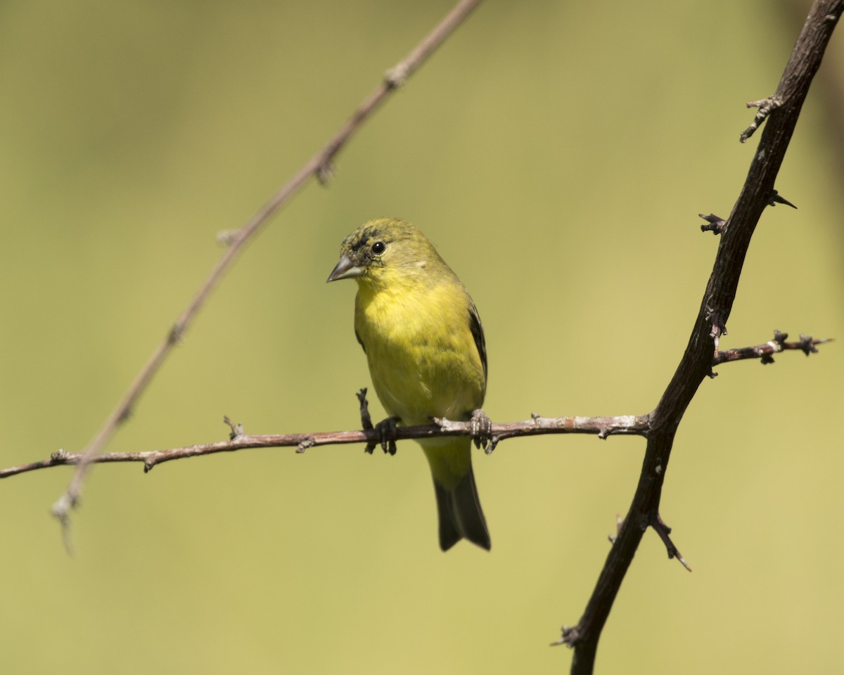 Lesser Goldfinch - Maurice Salata