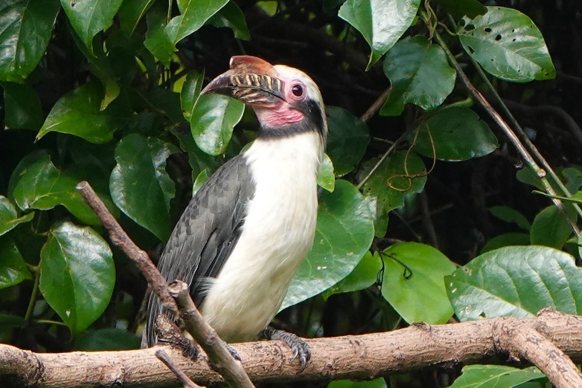 Luzon Hornbill - Gretchen Locy