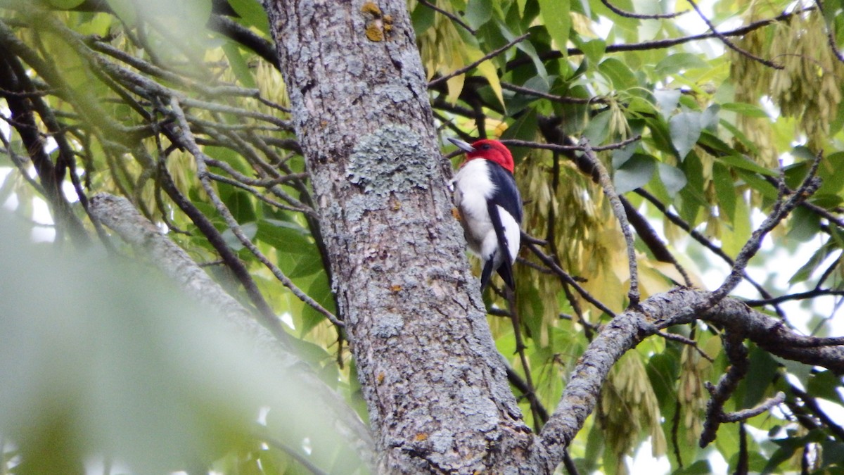 Red-headed Woodpecker - Aaron Ludwig