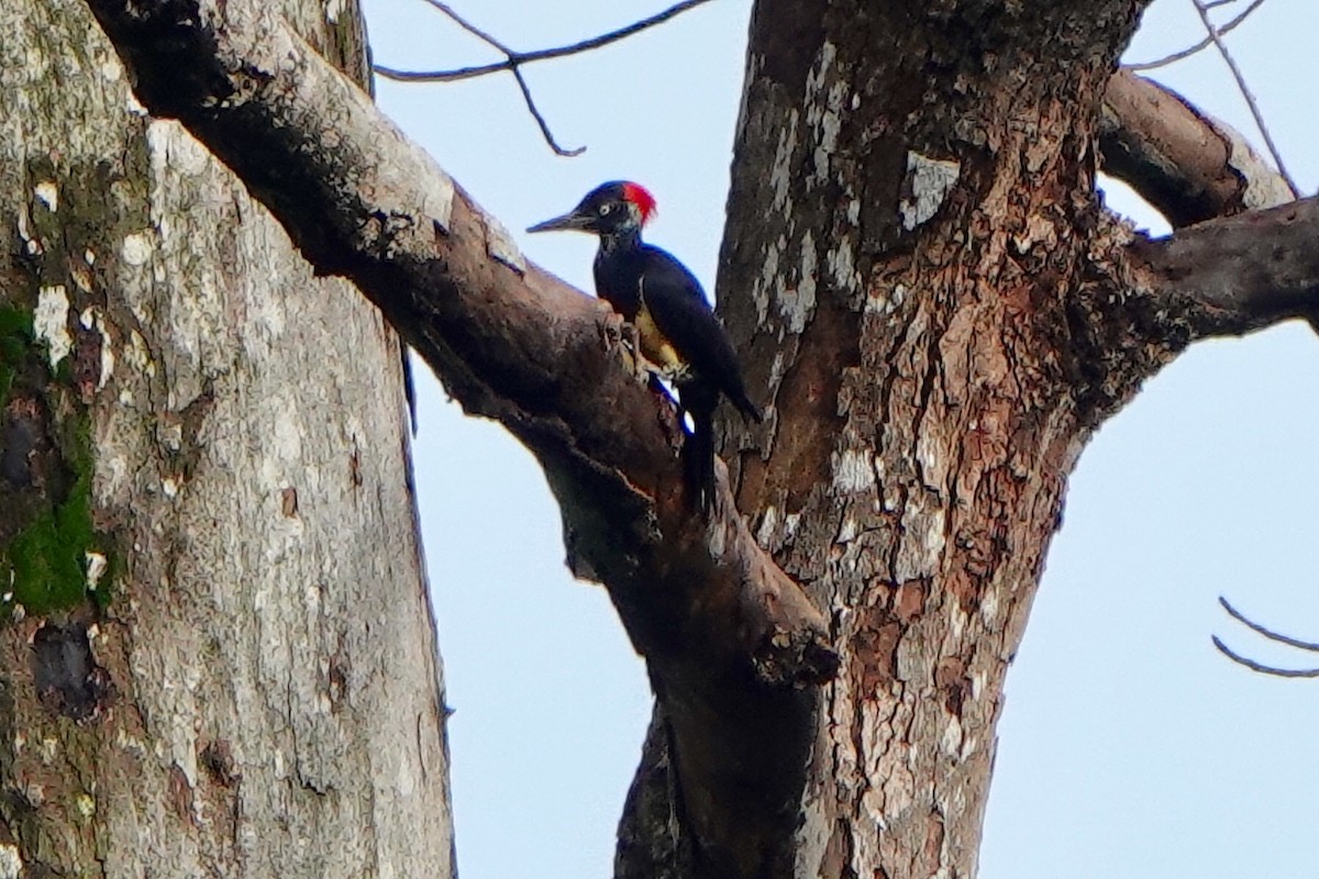 White-bellied Woodpecker - ML175364581