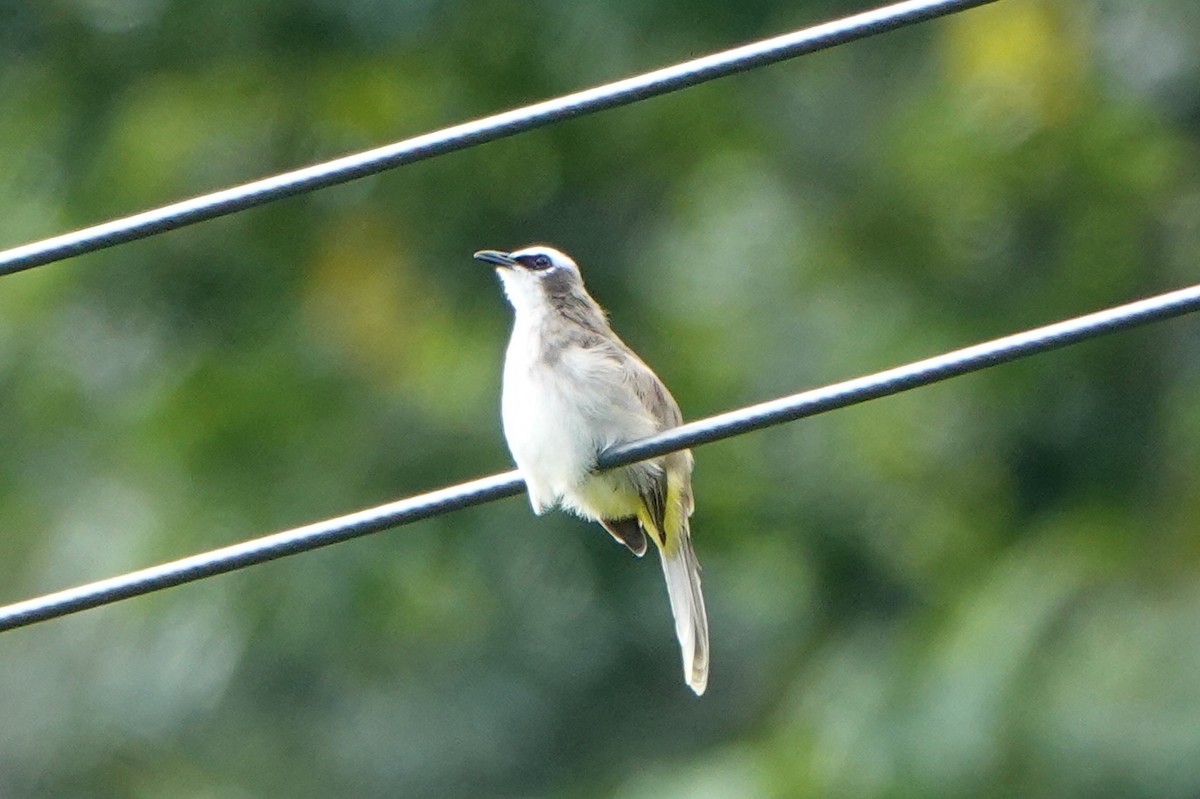 Yellow-vented Bulbul - Gretchen Locy