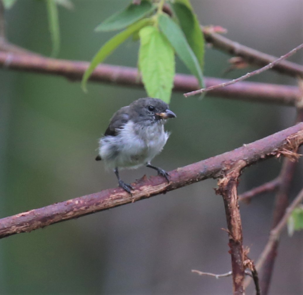 Red-chested Flowerpecker - ML175369271