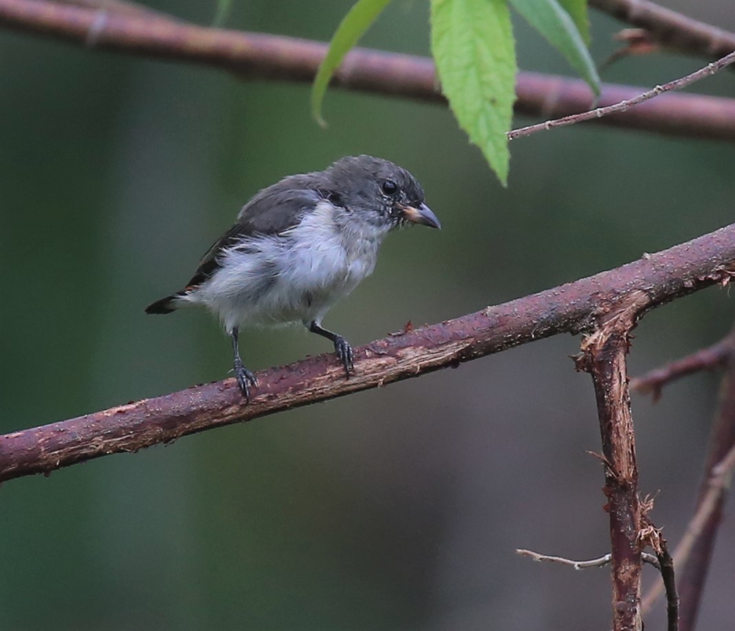 Red-chested Flowerpecker - ML175369311
