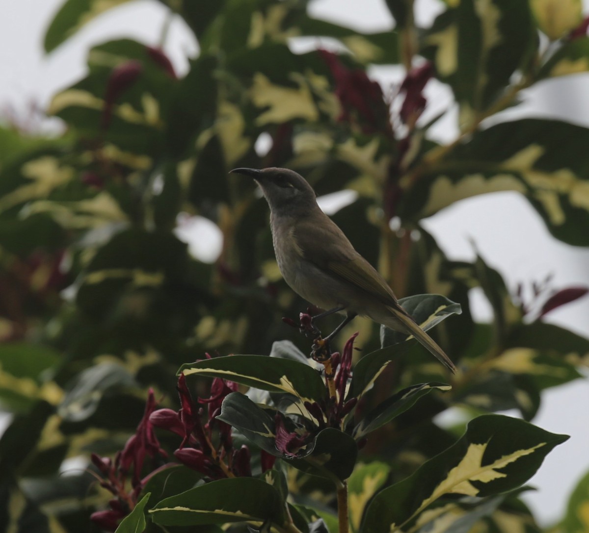 Brown Honeyeater - Jafet Potenzo Lopes