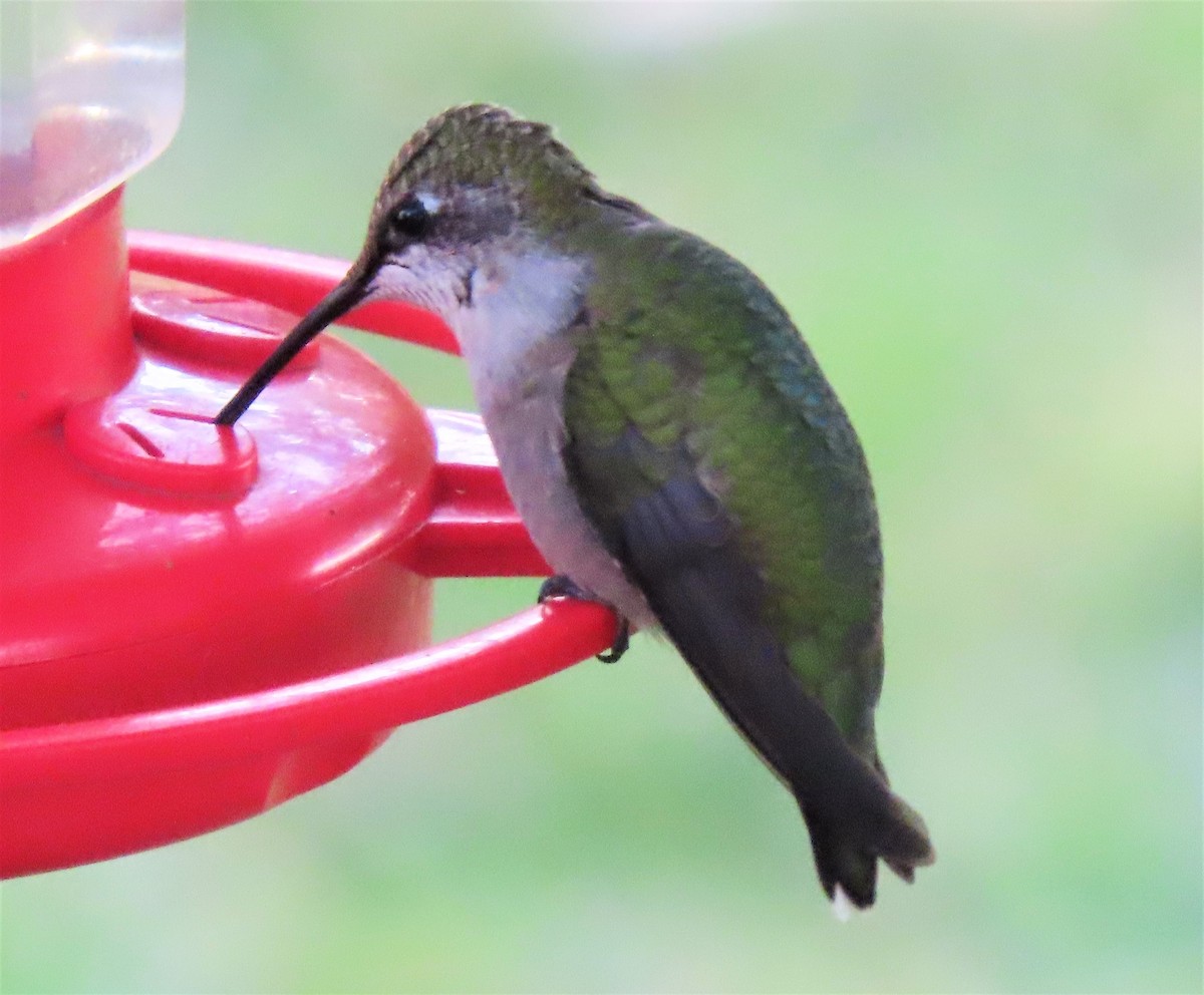 Ruby-throated Hummingbird - ML175373861