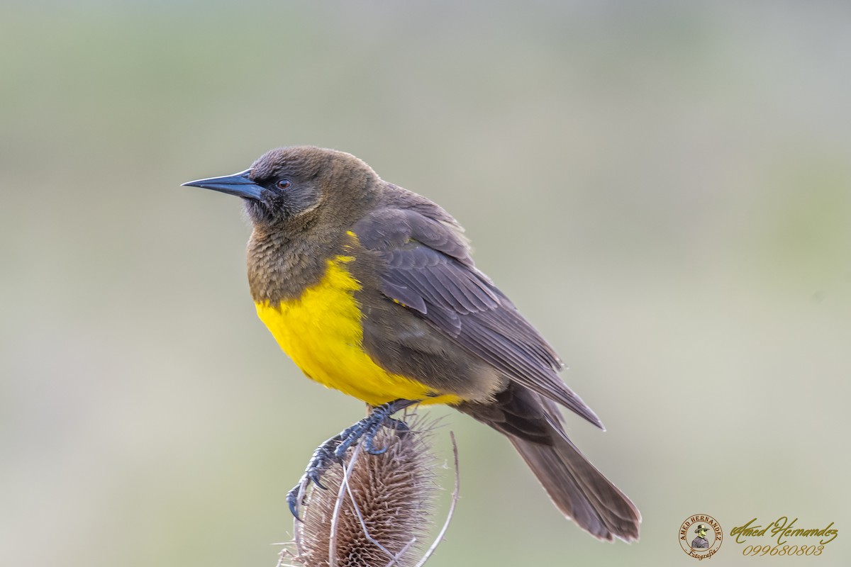 Brown-and-yellow Marshbird - Amed Hernández